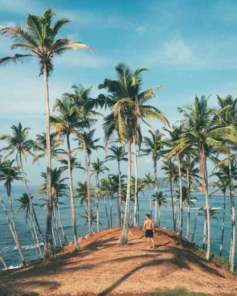 Coconut Tree Hill
