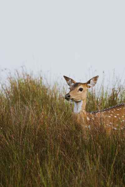 Yala National Park Sri Lanka
