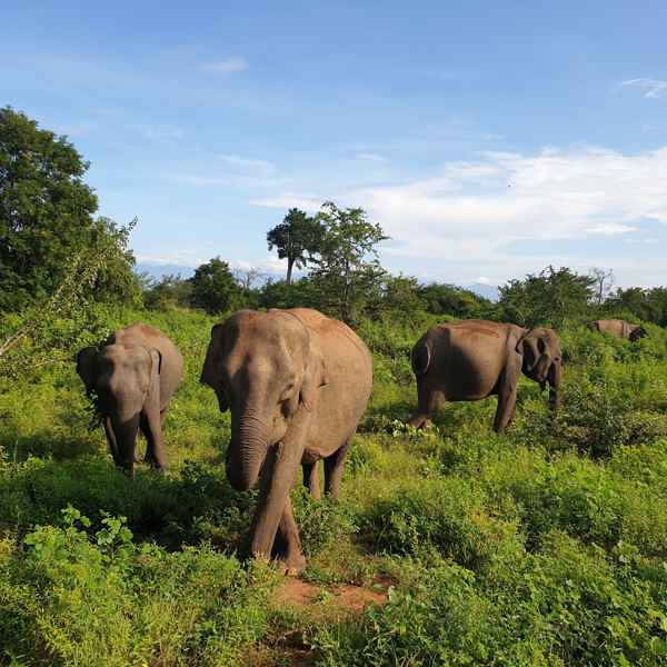 Udawalawe National Park