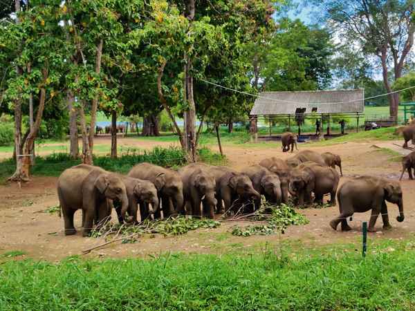 Elephant Transit Home