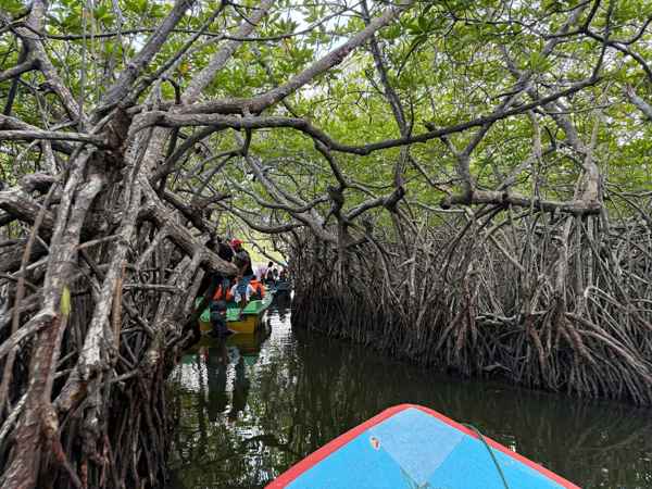 Madu River Safari 