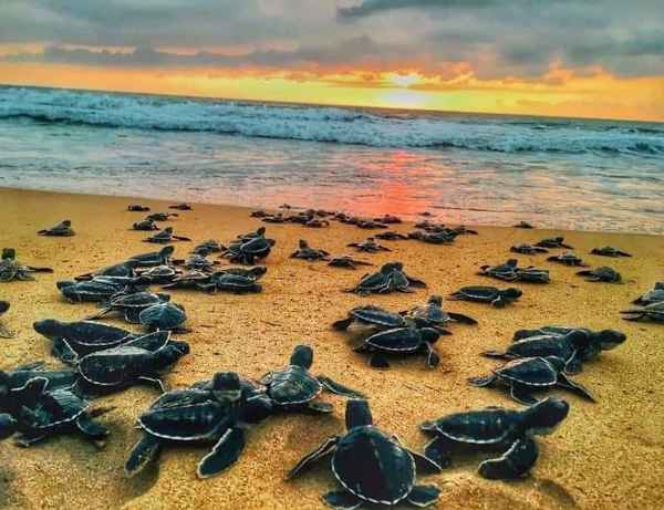 Kosgoda Sea Turtle Conservation Project