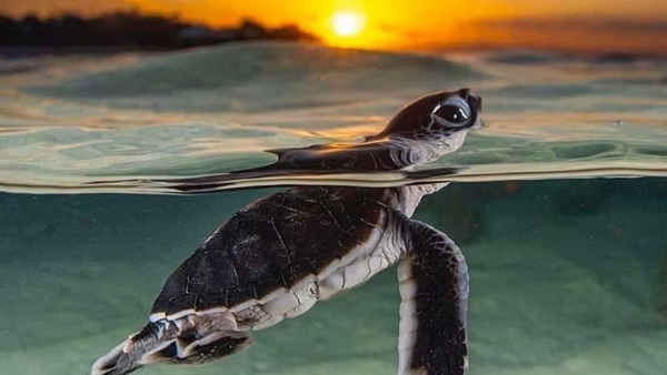 Victor Hasselblad Sea Turtle Research And Conservation Centre