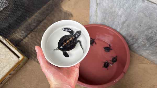 Sea Turtle Hatchery & Conservation Center Habaraduwa