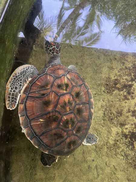 Sea Turtle Project