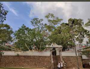 Sri Maha Bodhi Tree